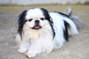 Small dog breeds - Japanese Chin
