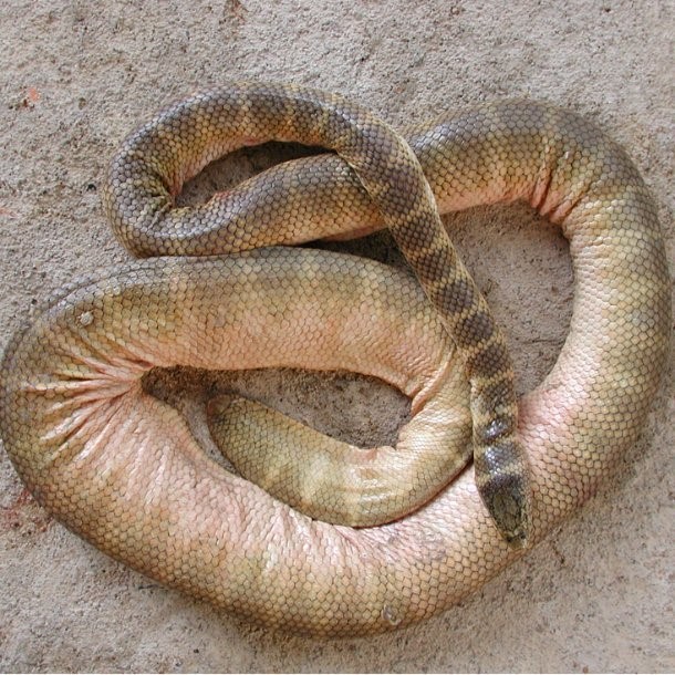 Belcher�s Sea Snake