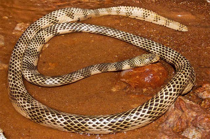 Dubois’s Sea Snake