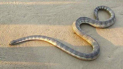 Peron’s Sea Snake