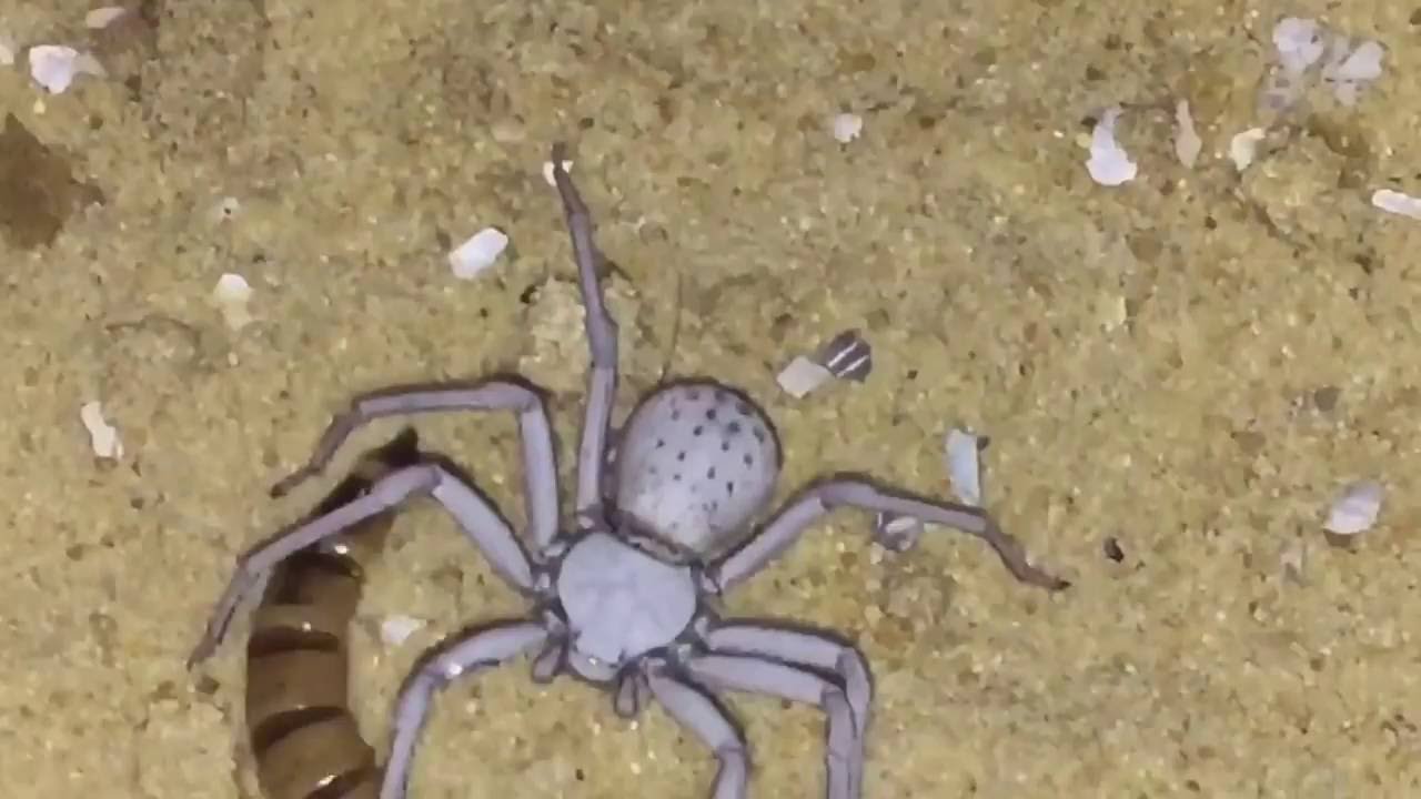 Six-eyed Sand Spider