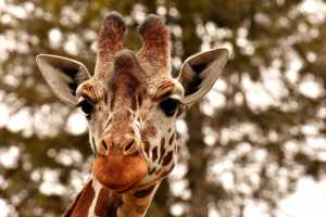 interesting facts about giraffes