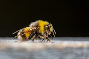 Do Bumble Bees Sting? What Are Home Remedies for Cure?