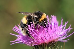 Do Bumble Bees Sting? What Are Home Remedies for Cure?